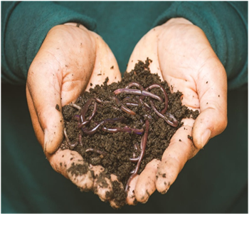 Vermicompost