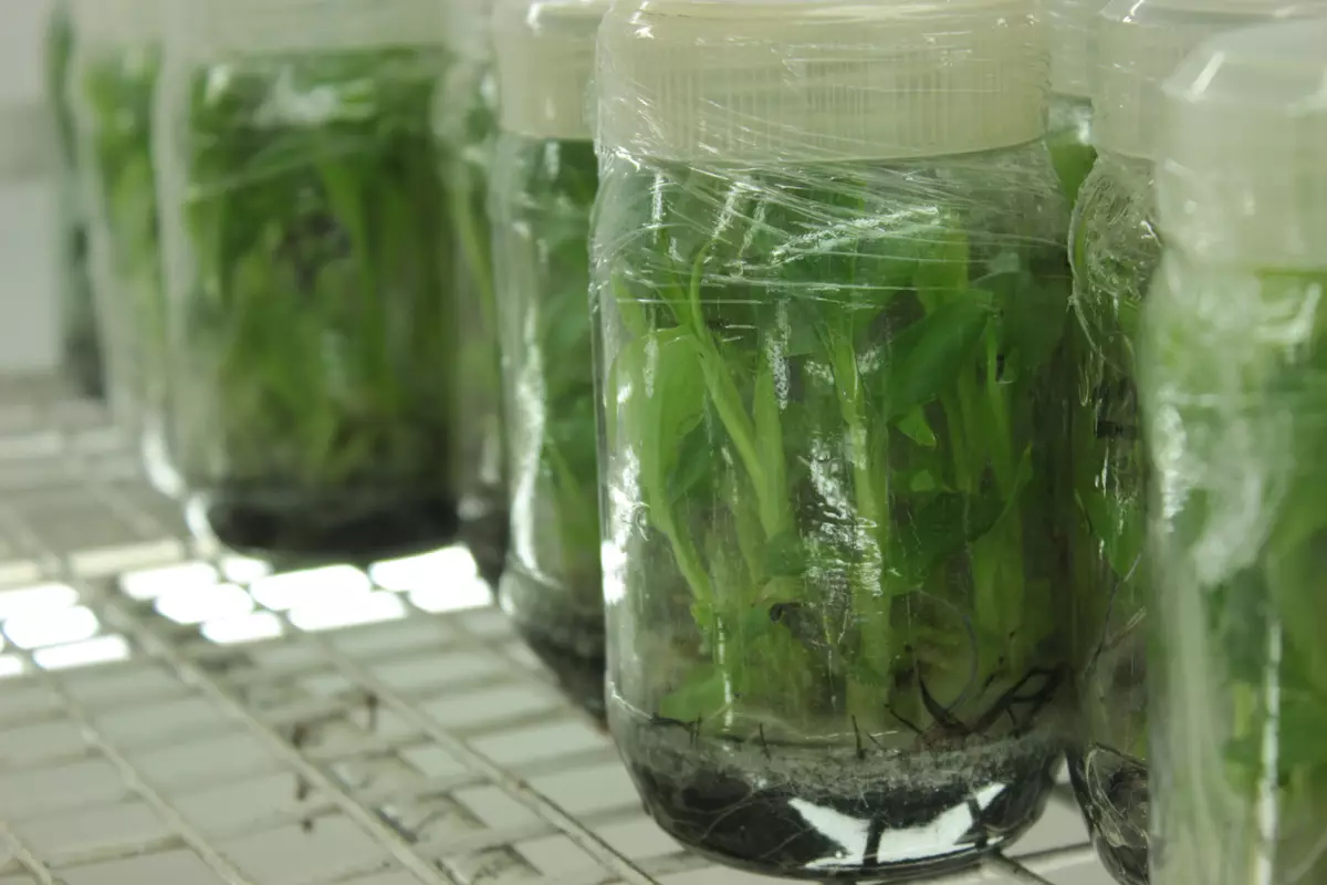 Tissue culture plantlets growing in glass jars on the lab racks at ABLR